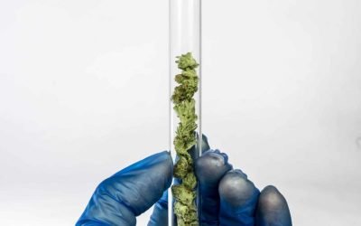 6Brick's Cannabis Dispensary Blog